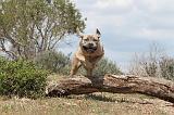 CANE CORSO 318
